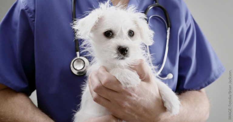Blue Cross adopts PDSA’s MOT for pets model