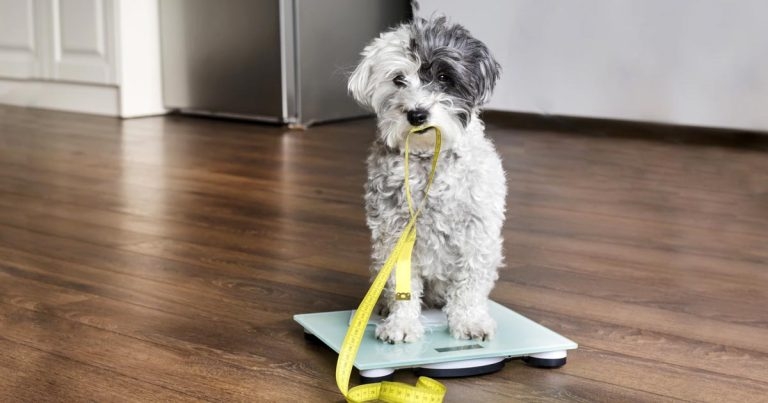 Course to bolster practice weight loss efforts