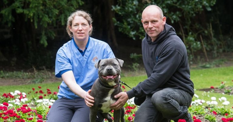 Dog saved after eating rotten food