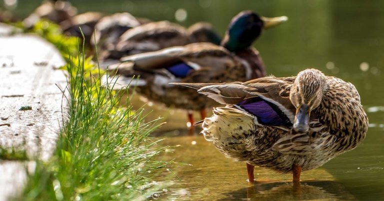 Practice profitability: getting your financial ducks in a row