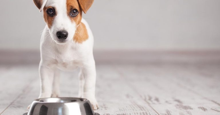 Research links raw meat diets to higher presence of bacteria