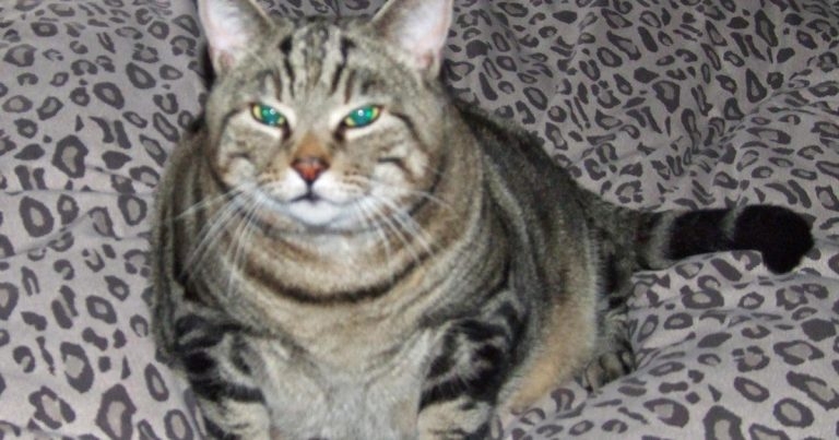 Feline diabetes mellitus: individualised treatment