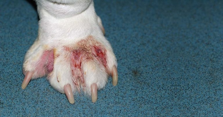 Canine allergies: approaches to treating seasonal problems