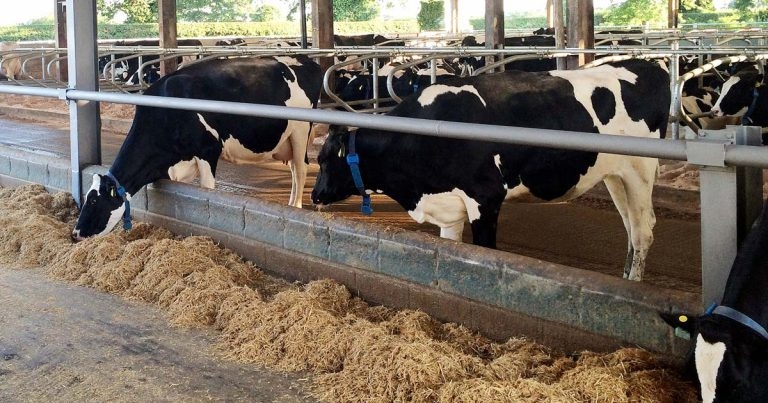 Considerations for drying off dairy cows