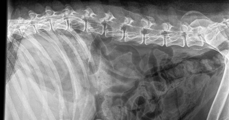 Canine cystitis – diseases, causes and treatments