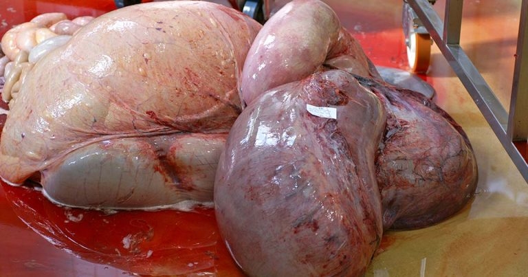 Laboratory audit of casualty slaughter cattle carcases