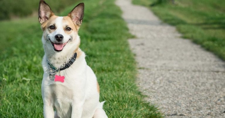 Miscellaneous criminal liabilities relating to dog owners