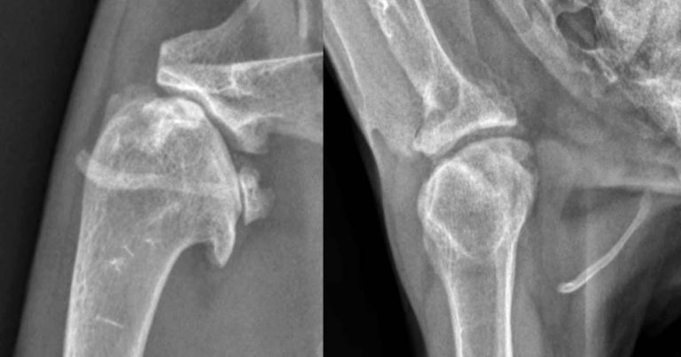 Feline DJD – Gordian knot or rewarding challenge?