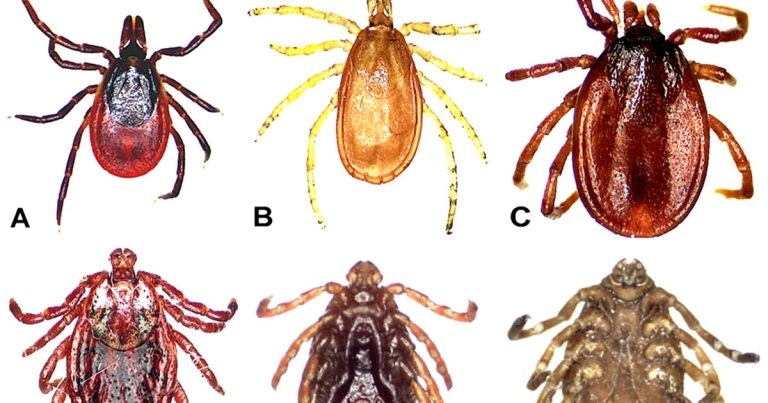 Tick threat and control methods