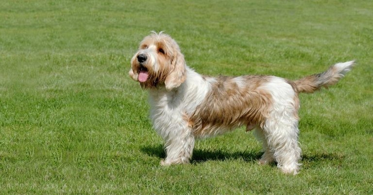 Dog breed screening for glaucoma prevalence