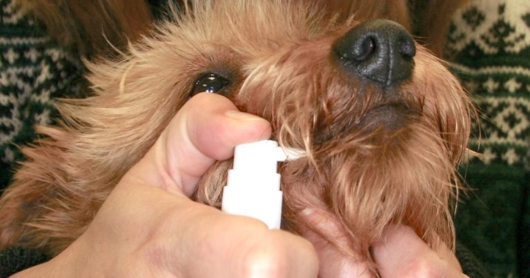 Using ASIT and SLIT in cases of atopic dermatitis: part 2