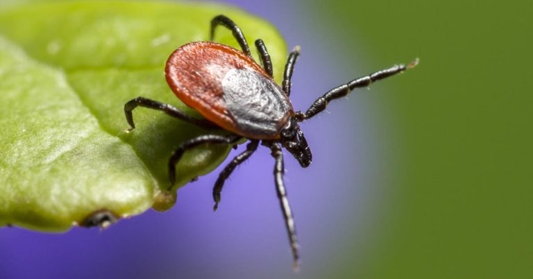 New study data shows ticks are a year-round risk