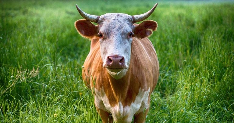 Course offers sound knowledge of bull breeding