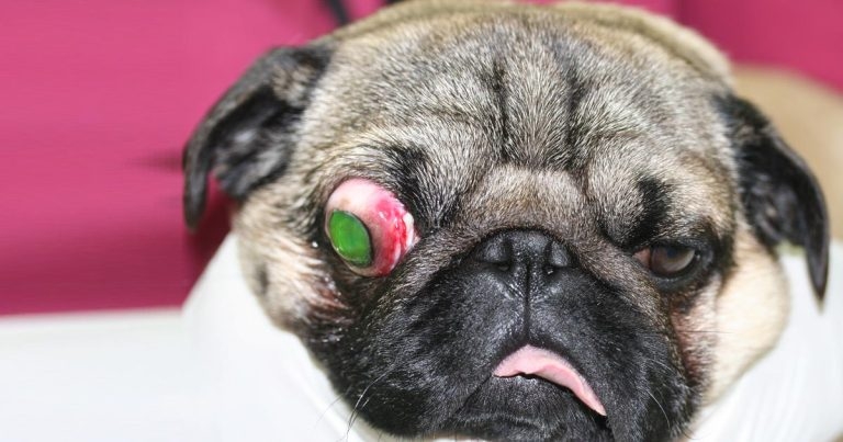 Traumatic proptosis in a pug