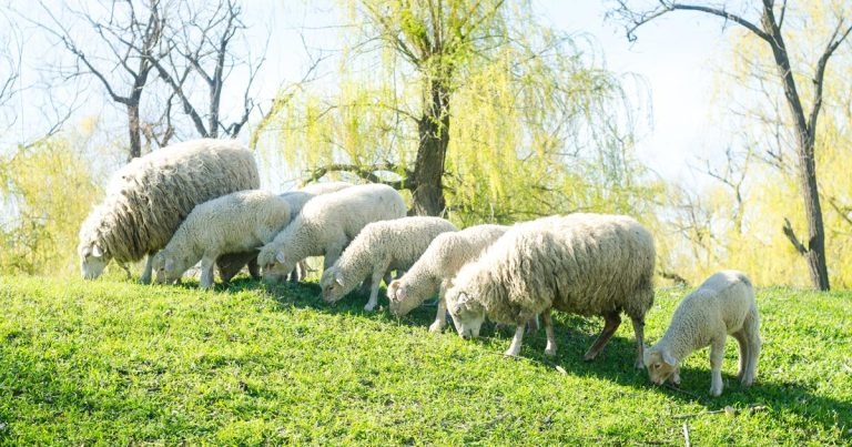 Managing pasture for sheep
