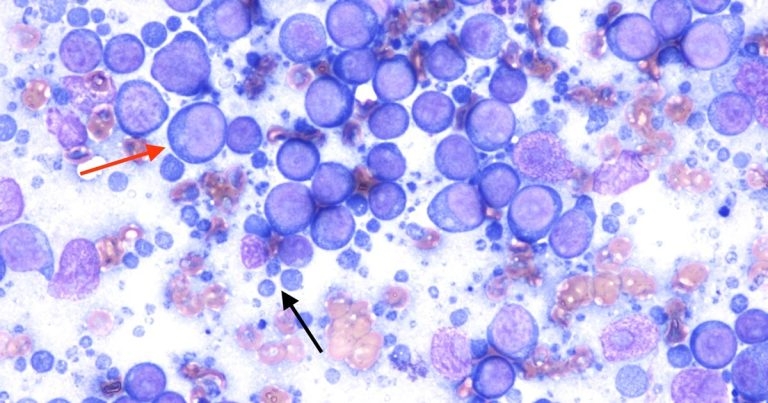 Case study of generalised lymphadenomegaly in a dog