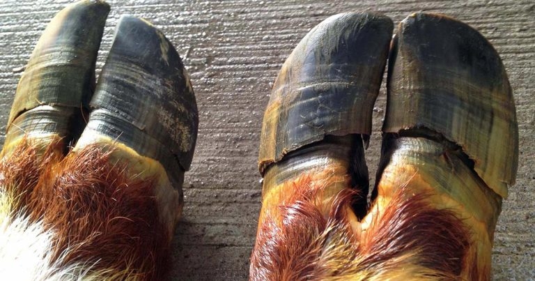 Twenty-five years on and the Dutch are flattered