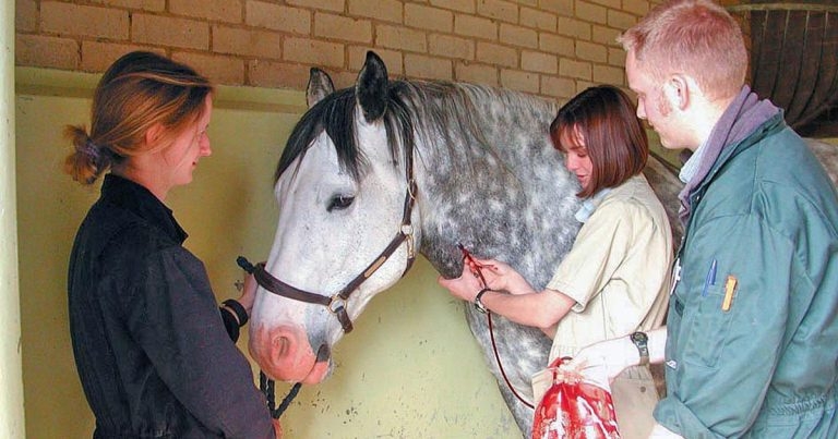 Fluid therapy in horses – uses, types and administration routes