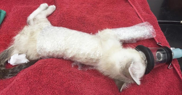 Preventing relinquishment part 1 – tackling a cat population crisis