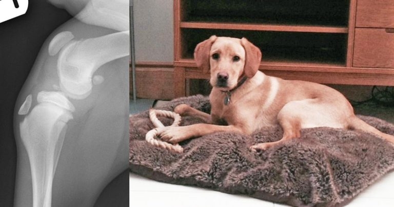 Canine cranial cruciate ligament disease part 1 – pathophysiology