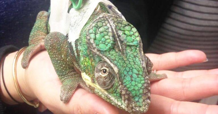 Anorexia and submandibular oedema in a male chameleon