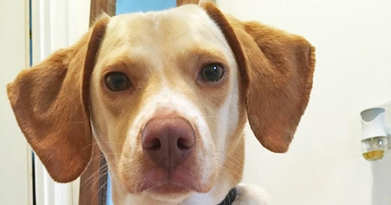 Diabetes insipidus in a dog