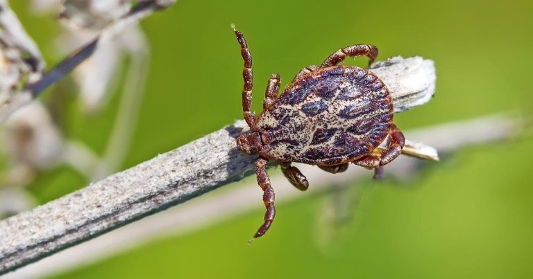 Emerging and existing threats – a rational approach to pet parasites