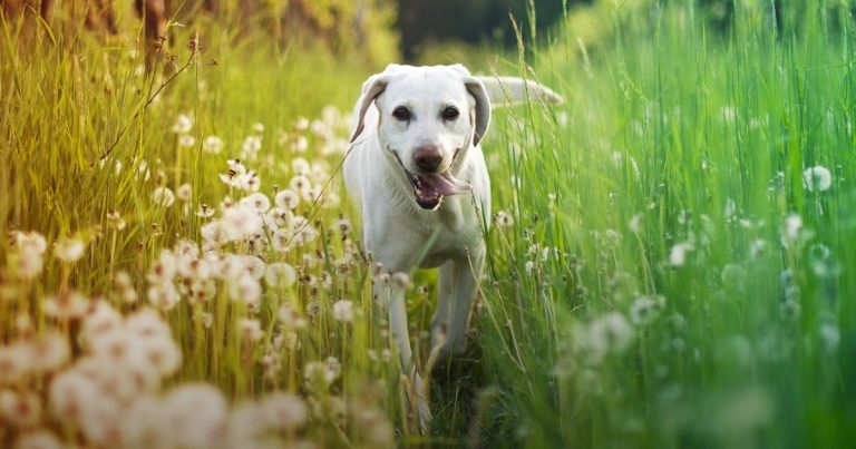 What did 1,000 dog owners tell us about pet parasites?