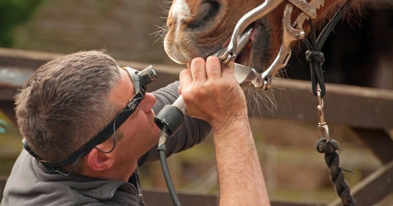 Dentistry day to take place at BEVA Congress