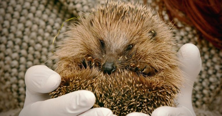 Wildlife knowledge could save millions of lives – charity boss