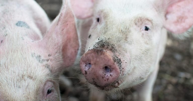 DNA insights could help breed healthier pigs