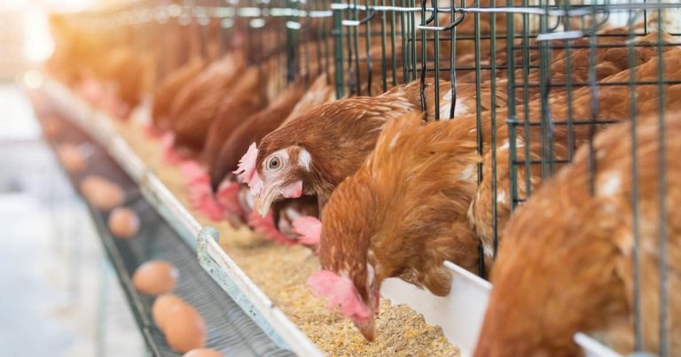 Poultry merger confirmed