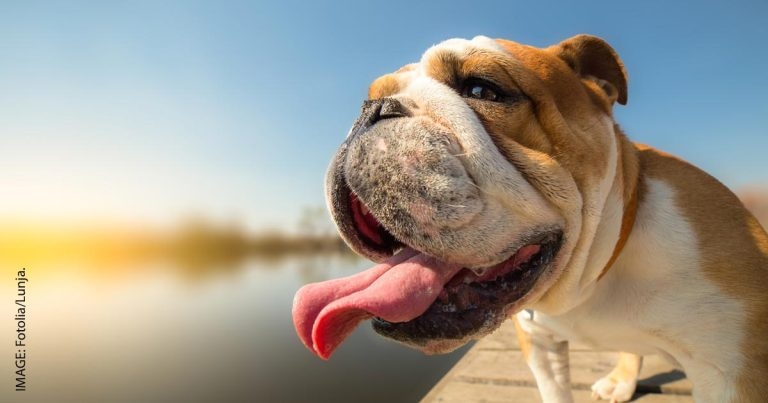 BVA offers advice after celebrity gives dog CPR