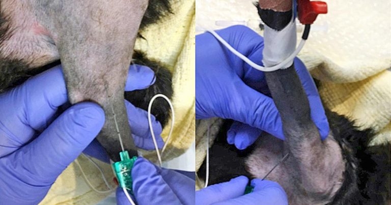 Regional anaesthesia: ensuring successful pain relief – part 2