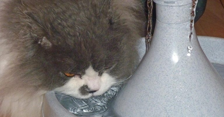 Approaches to feline cystitis