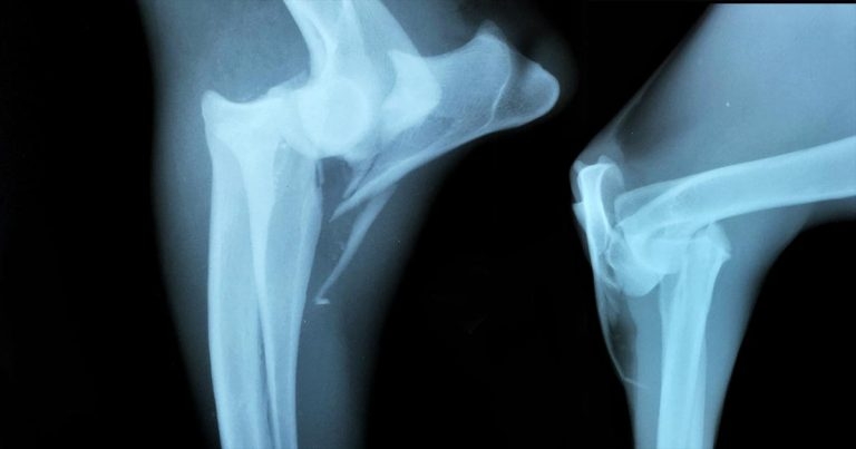 Monteggia fracture in dog