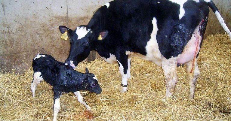 Caring for and managing freshly calved dairy cows – part 1