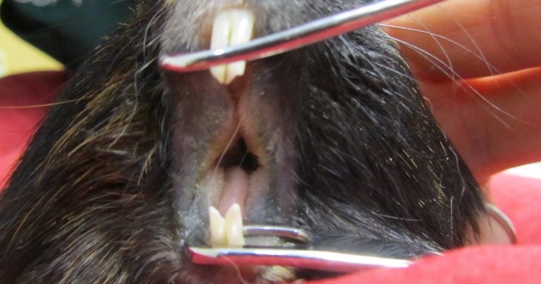 Studies into pet rodent species