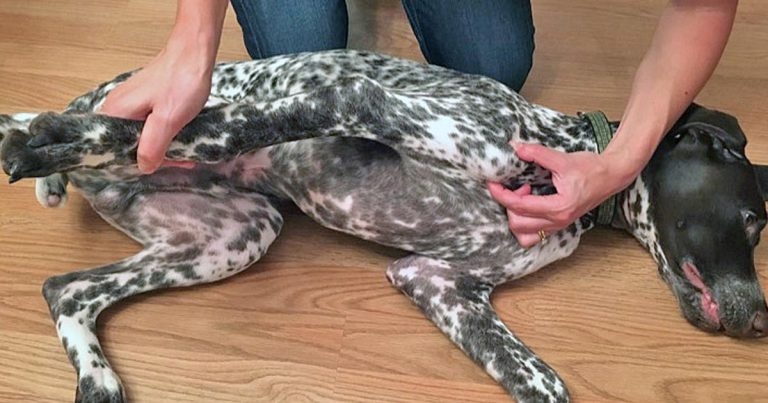 Painful joints: sign spotting and diagnostic techniques