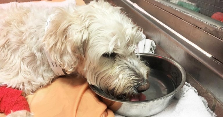 Canine endocrinopathies – diagnosis and management