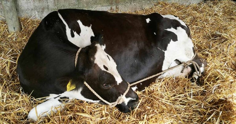 Metabolic disturbances in cows