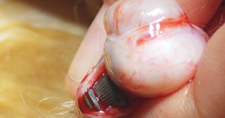 An unusual case of airgun pellet injury in a male cat