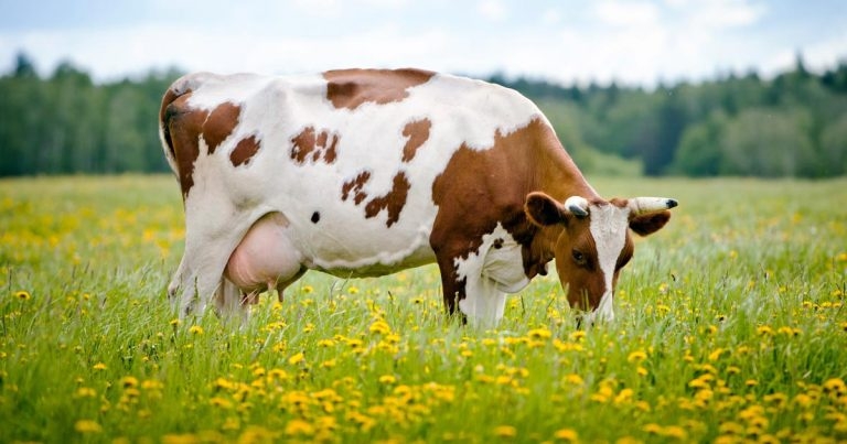 Assessing and treating summer mastitis