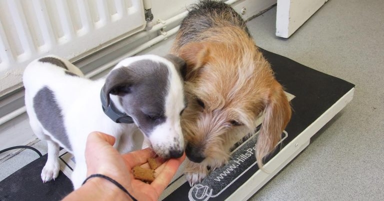 Where are we going wrong with socialisation advice?