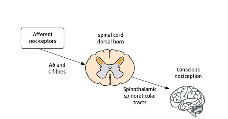 Equine pain control breakthroughs and guidance to spotting subtle signs