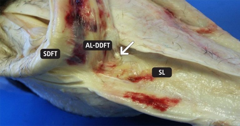 Equine lameness: diagnostic methods, imaging and updates on rehabilitation