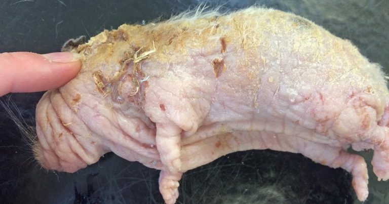 Hamster cutaneous lymphoma