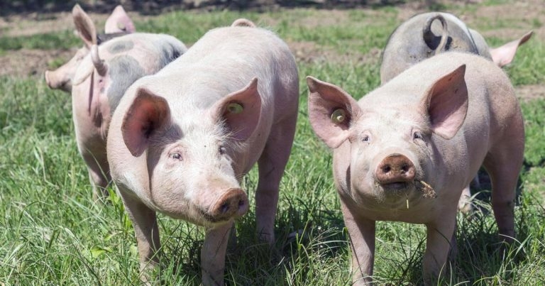 Report shows UK has one of the lowest levels of veterinary antibiotic use in Europe