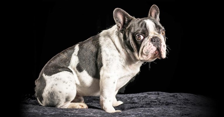 Brachycephalic breed mutation study in dogs