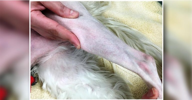 CrCL disease part 2: signalment, signs and diagnostic techniques